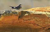 Common Nighthawk